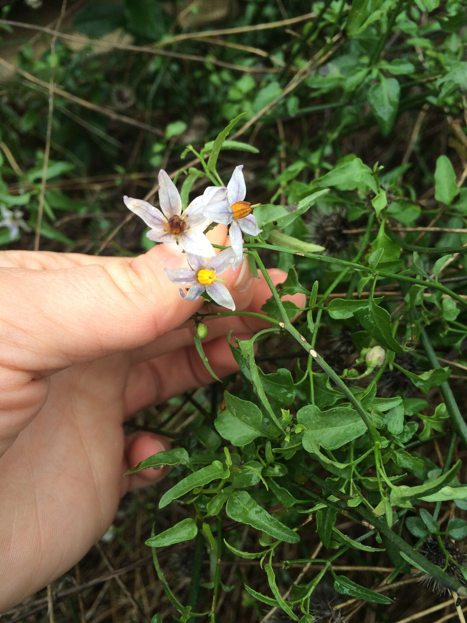 Image of Texas nightshade