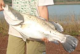 Image of African Snook