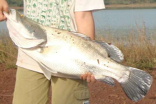 Image of African Snook