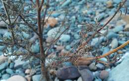 Image de Nepeta annua Pall.