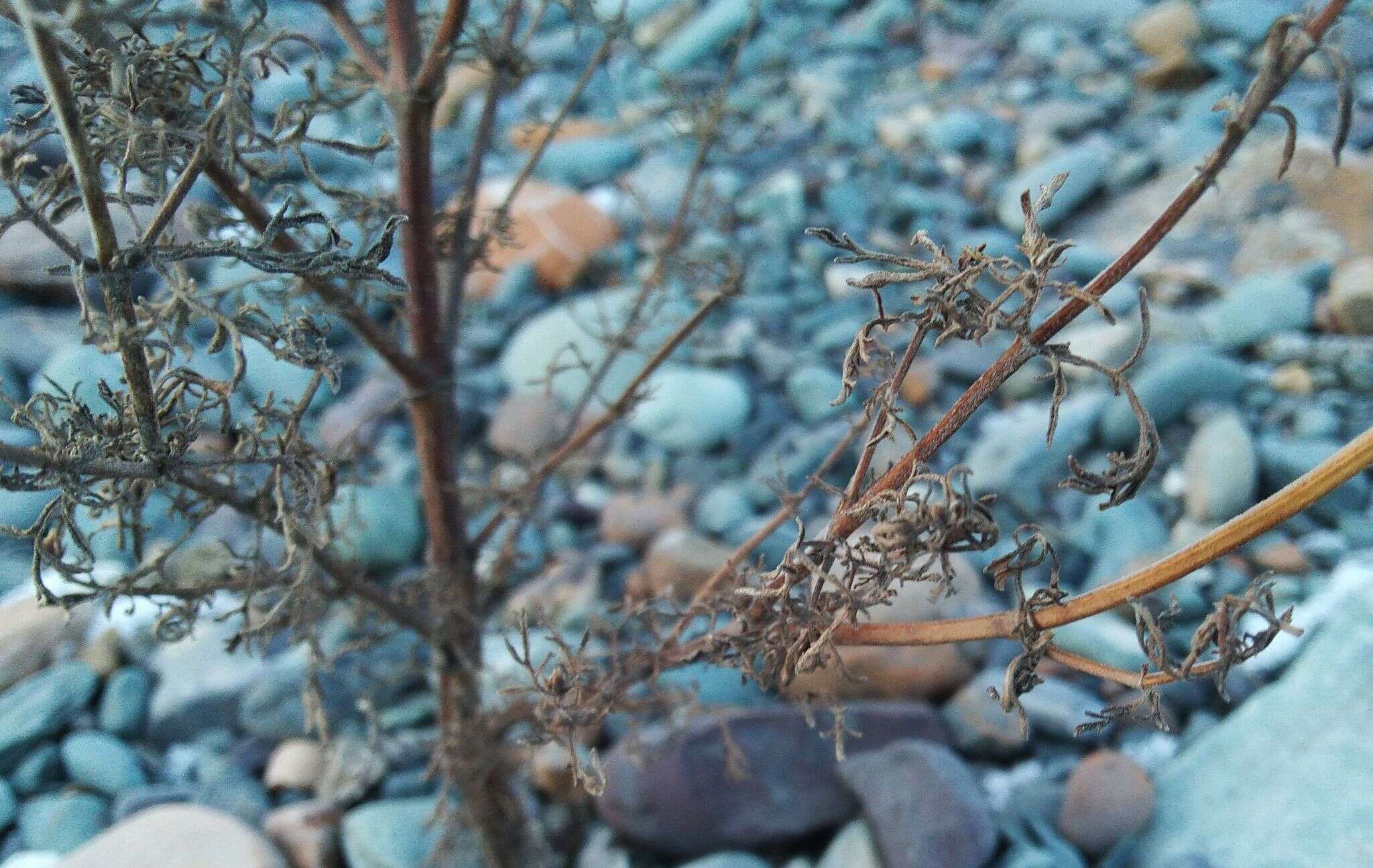 Image de Nepeta annua Pall.