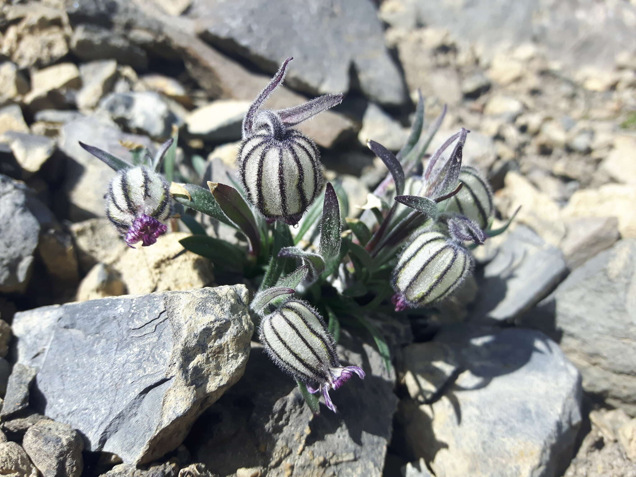 Image of apetalous catchfly