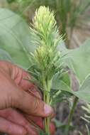 Image of deer Indian paintbrush