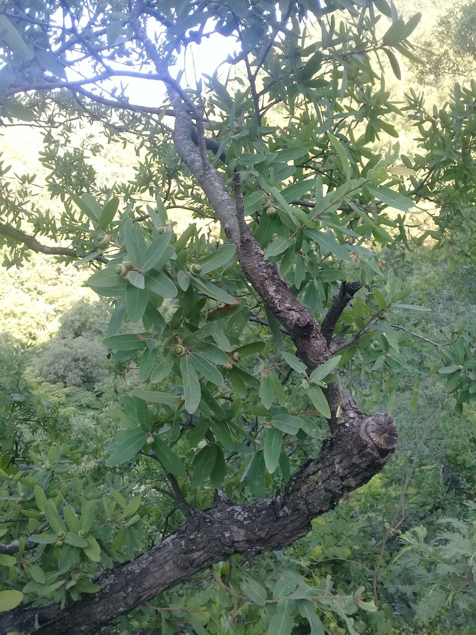Image of Lacey oak