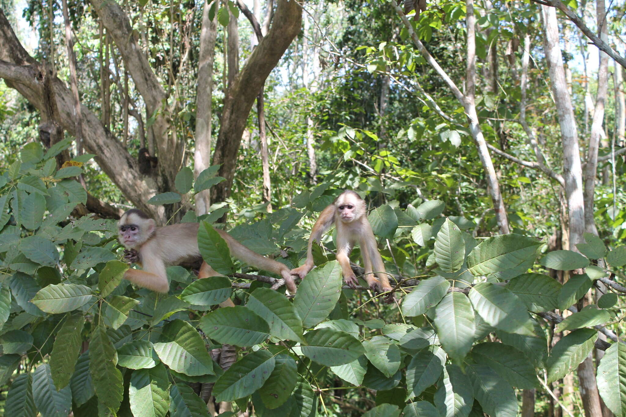 Image of Spix's white-fronted capuchin