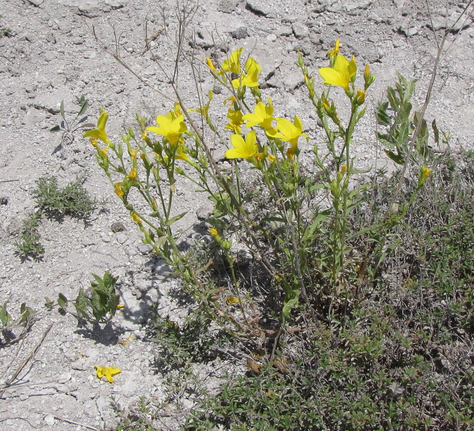 Imagem de Linum ucranicum Czern. ex Gruner