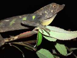 Image of Indonesia Earless Agama