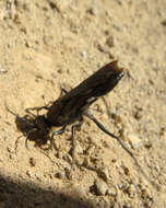 Stangeella cyaniventris (Guérin-Méneville 1831) resmi