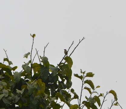 Image of Speckled Tinkerbird