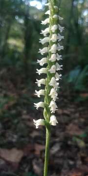 Image of October lady's tresses