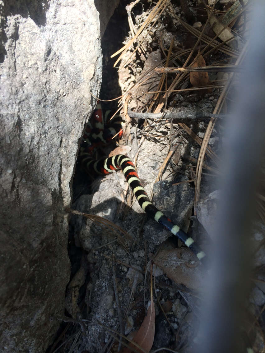 Image of Arizona Mountain Kingsnake