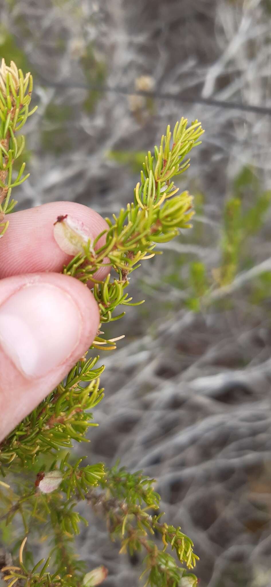 Image of Cliffortia burgersii E. G. H. Oliver & A. C. Fellingham