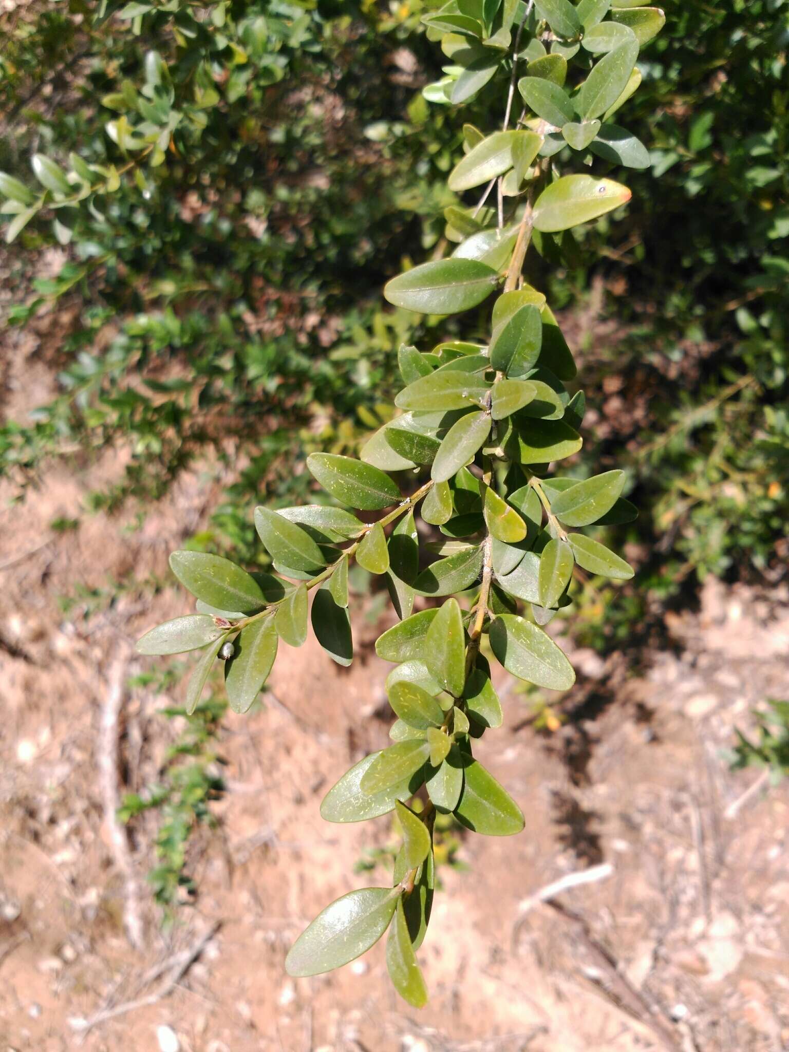 Sivun Buxus sempervirens L. kuva