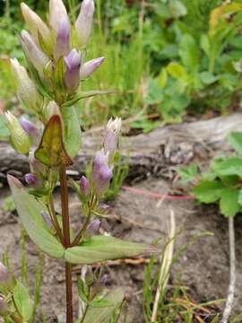 Image of autumn dwarf gentian