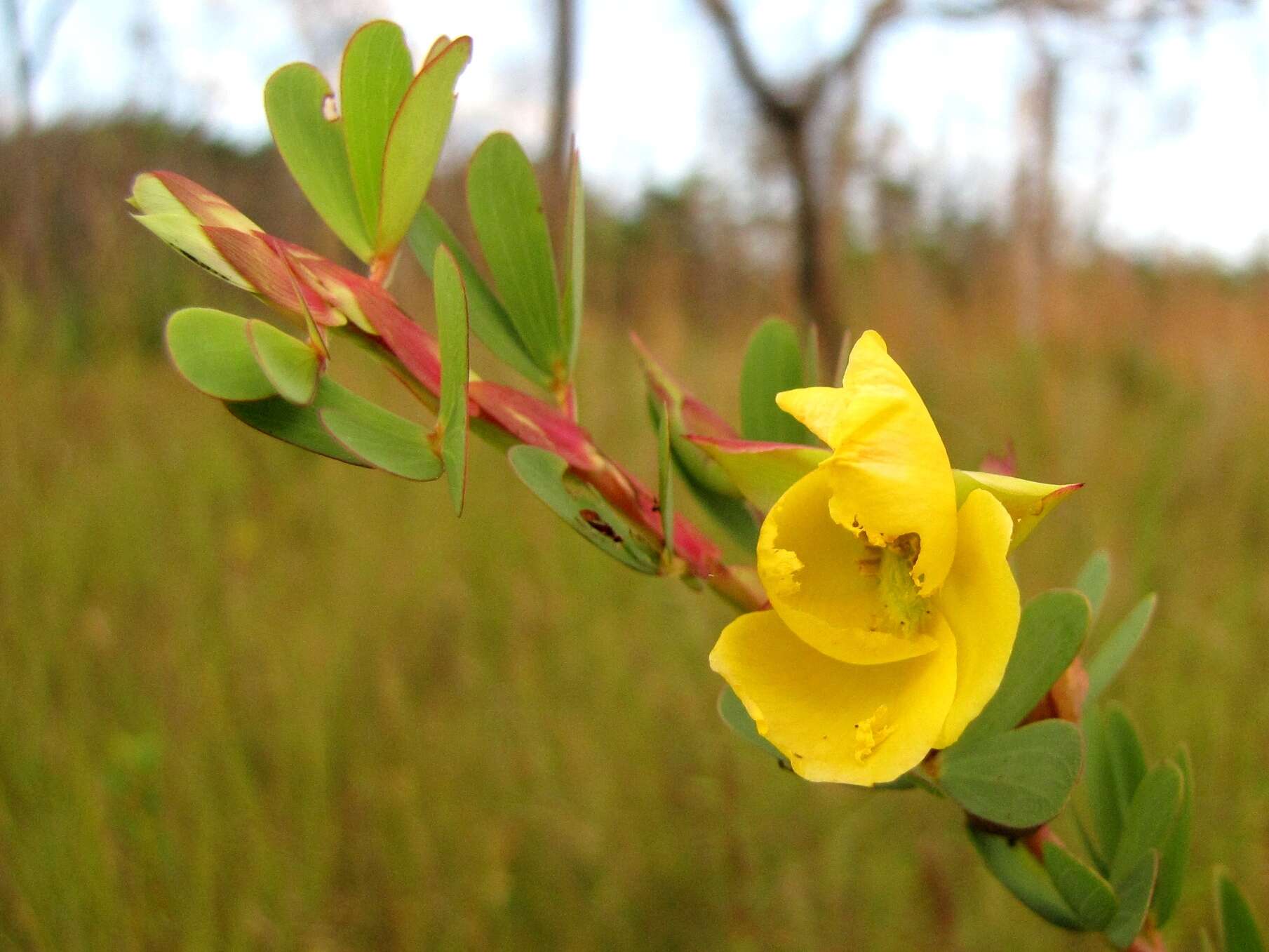 Image of Chamaecrista desvauxii (Collad.) Killip