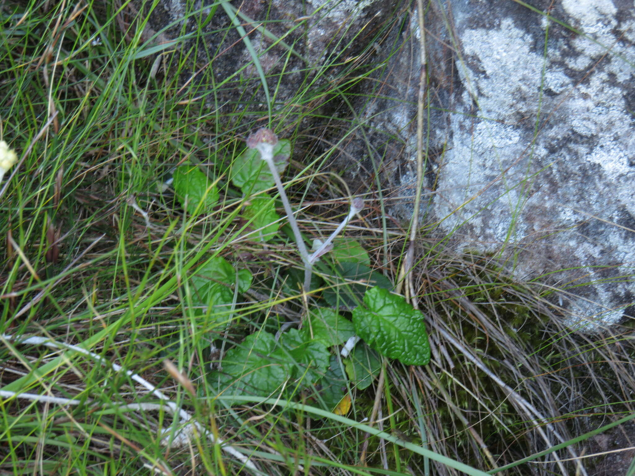 Image of Hermas capitata L. fil.