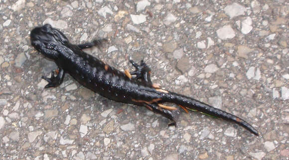 Image of Alpine Salamander