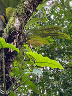 Image of wild birdnest fern