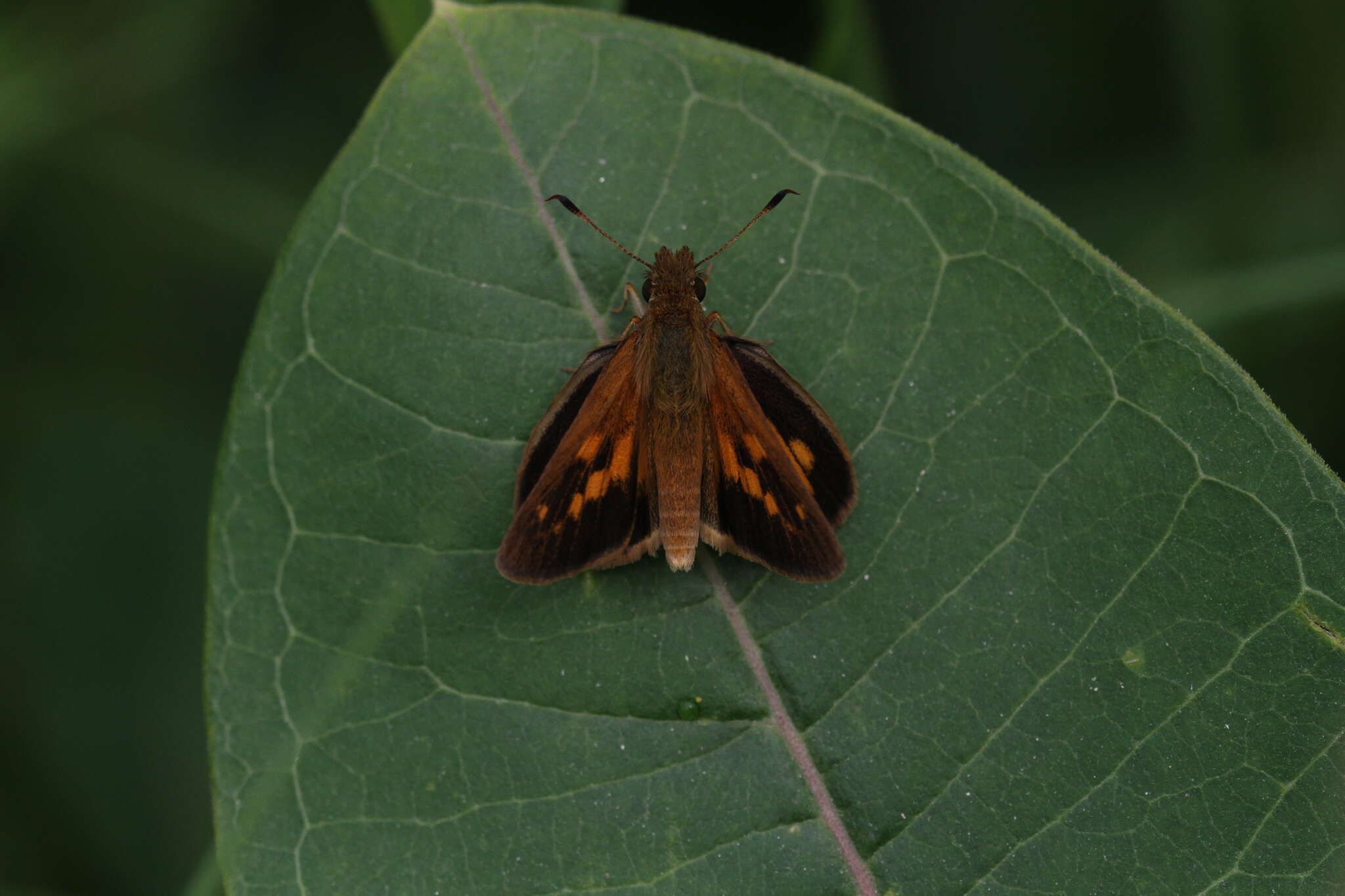 Image of Broad-winged Skipper