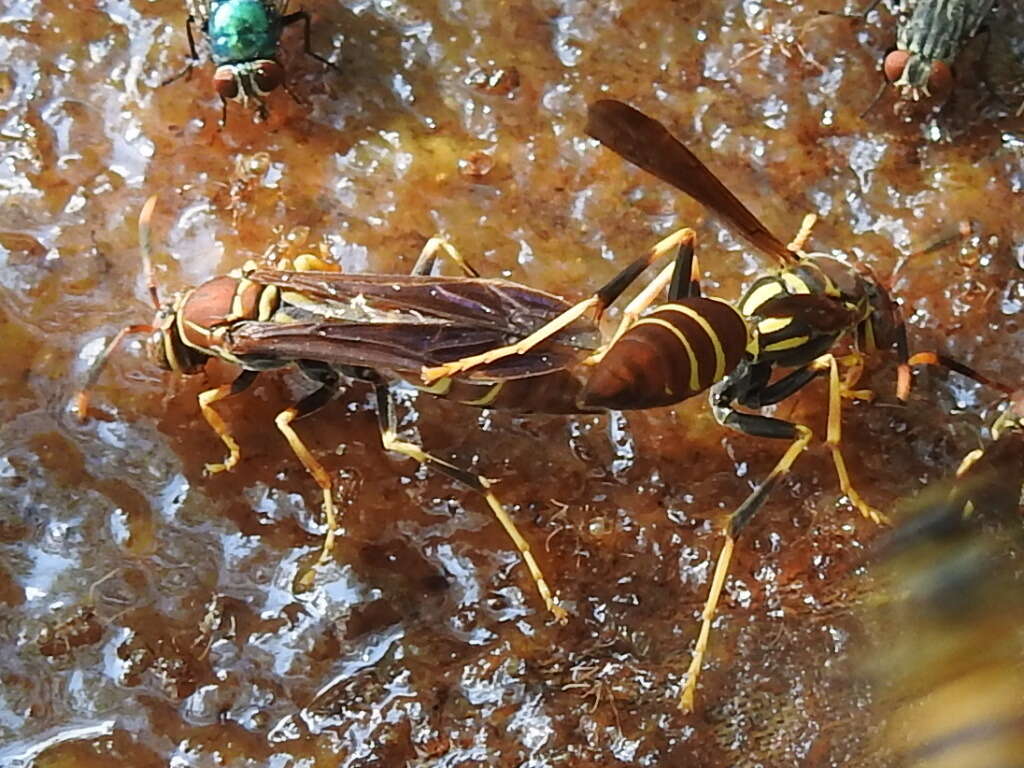 Image of Polistes instabilis de Saussure 1853