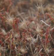 Plancia ëd Hordeum marinum subsp. gussoneanum (Parl.) Thell.