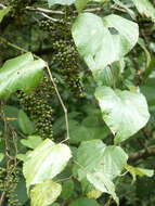 Image of West Indian grape