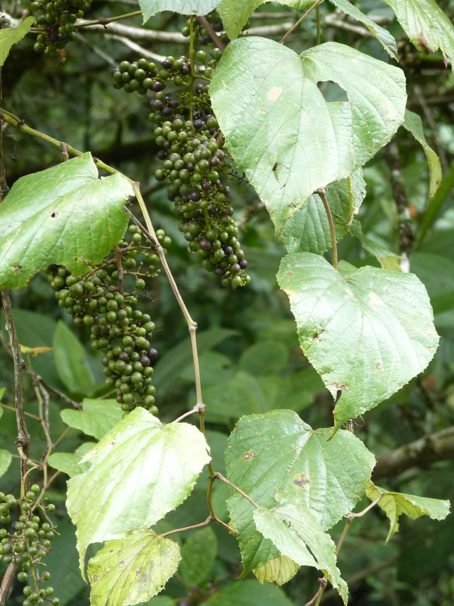 Image of West Indian grape