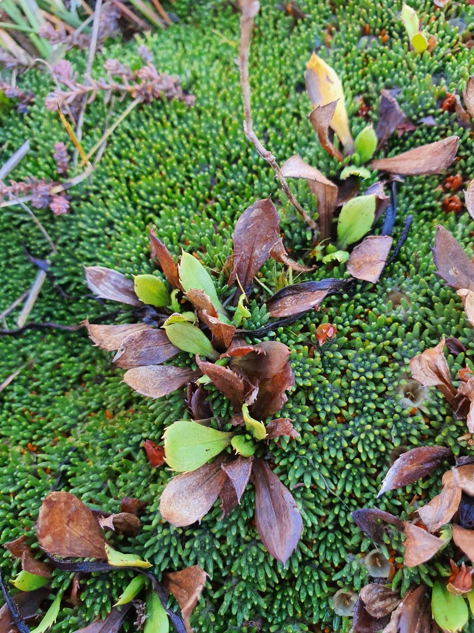 Image of Bog Mountain Daisy