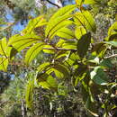 Sivun Tina apiculata (Radlk.) Radlk. ex Choux kuva