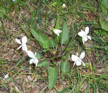 Image of Primrose leaved violet