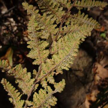 Image of Woolly lipfern