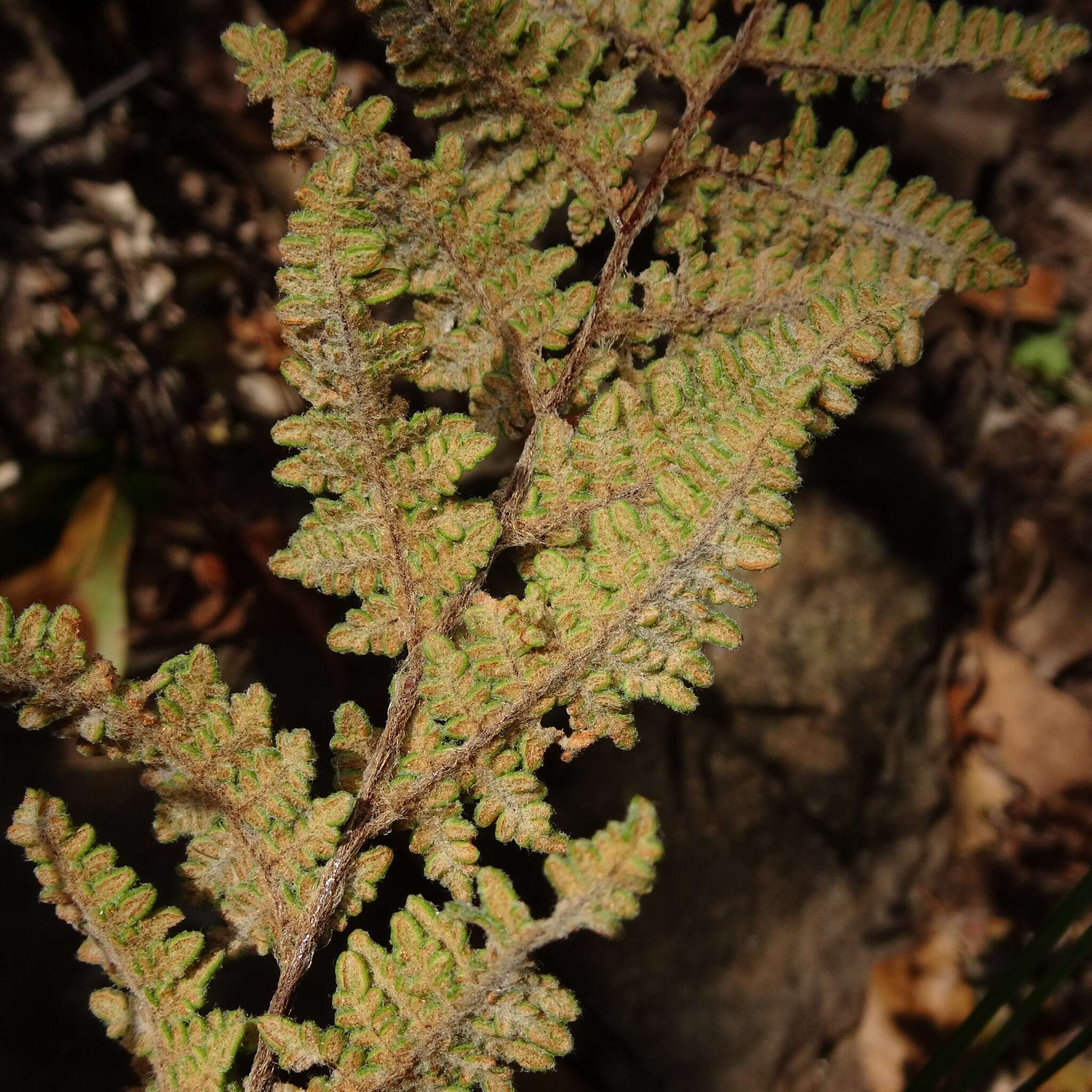 Image de Myriopteris tomentosa (Link) Fée