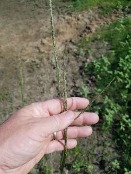 Image de Coleataenia longifolia subsp. longifolia