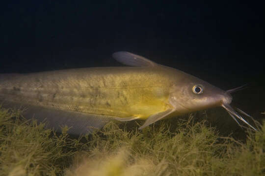 Image of Black catfish