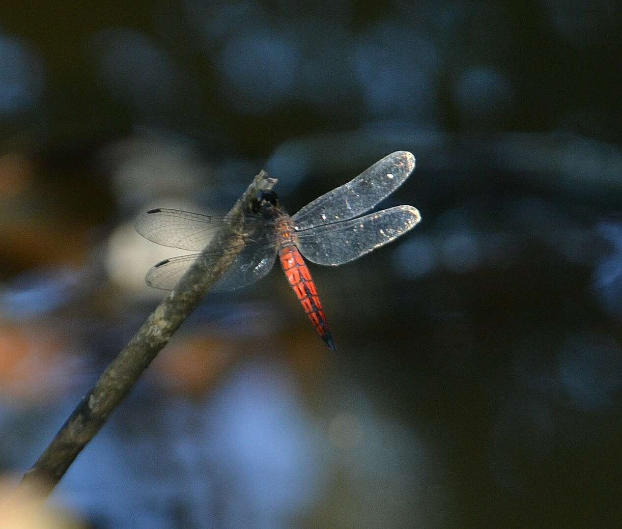 Plancia ëd Lyriothemis acigastra (Selys 1878)