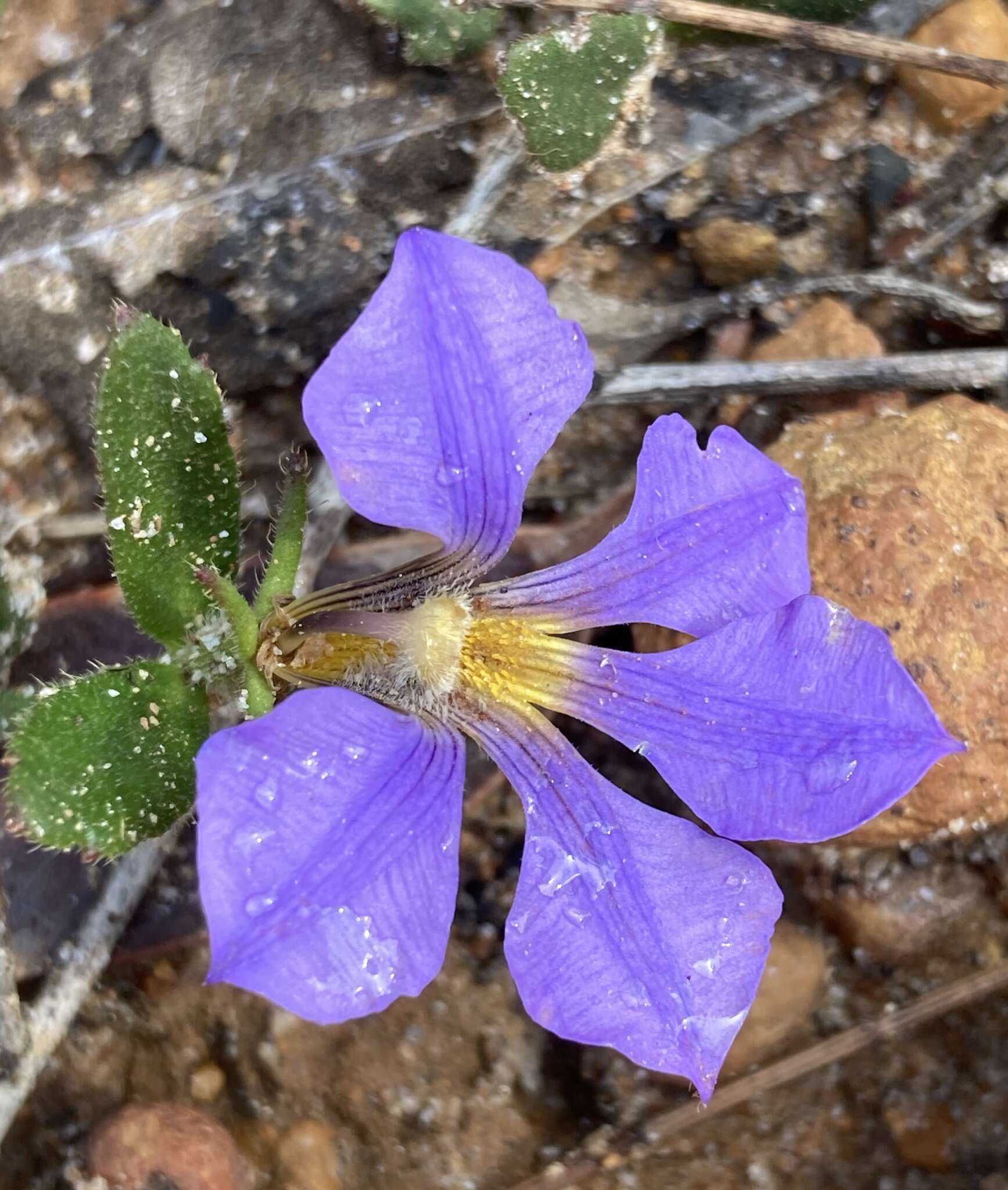 Слика од Scaevola calliptera Benth.