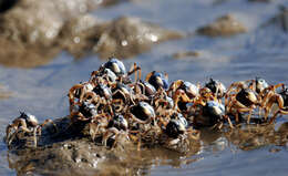 Image of Light-blue Soldier Crab