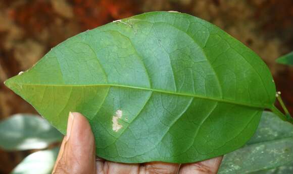 Image of Blachia umbellata (Willd.) Baill.