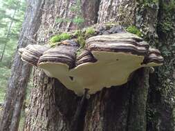 Image of Fomitopsis ochracea Ryvarden & Stokland 2008