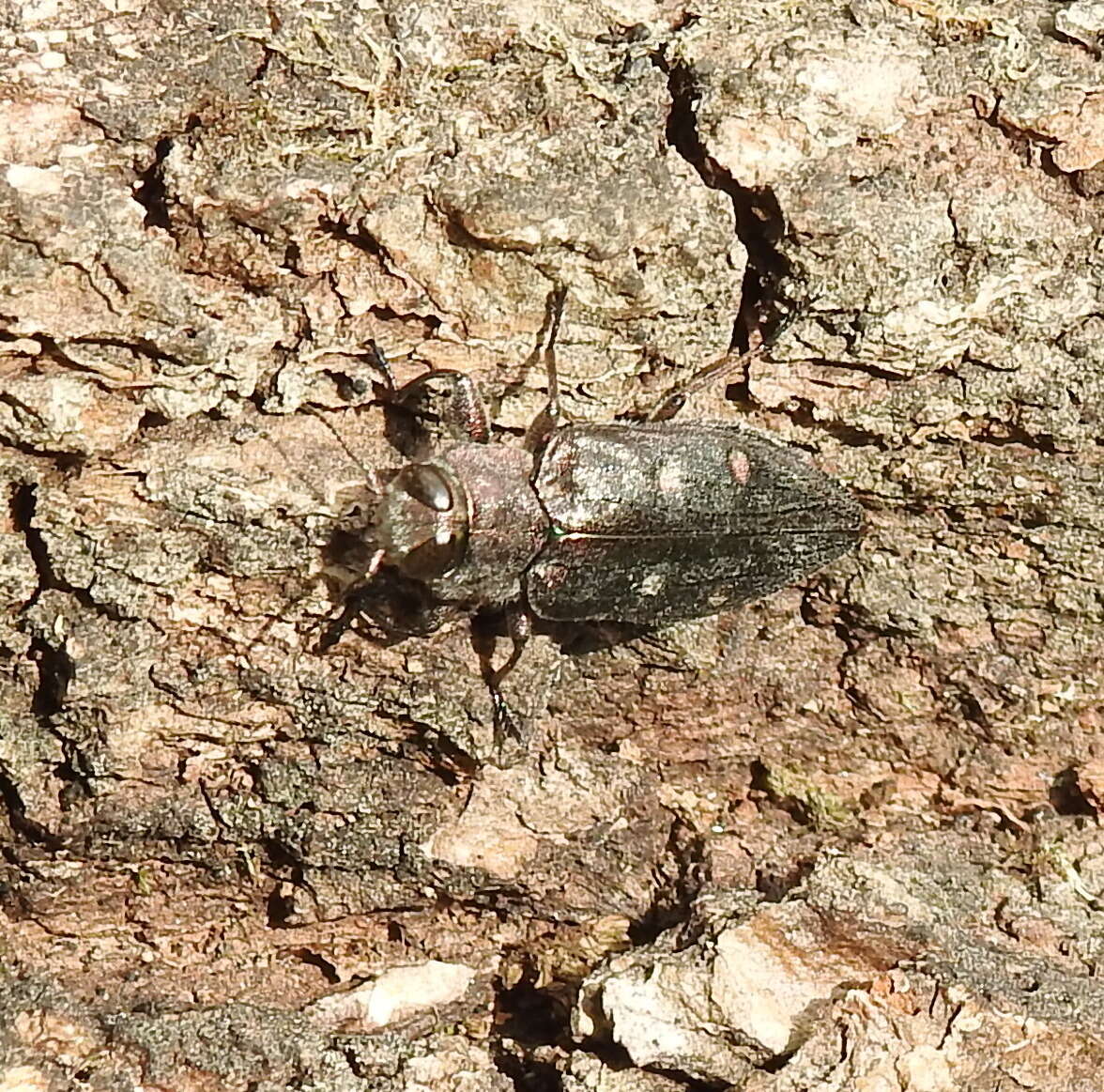 Image of Chrysobothris affinis (Fabricius 1794)