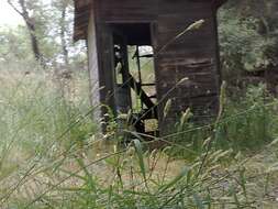 Image of bulbous canarygrass