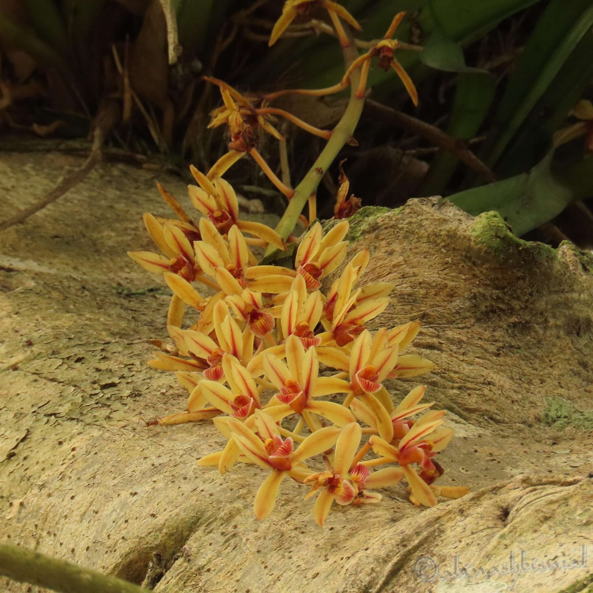 Слика од Cymbidium aloifolium (L.) Sw.