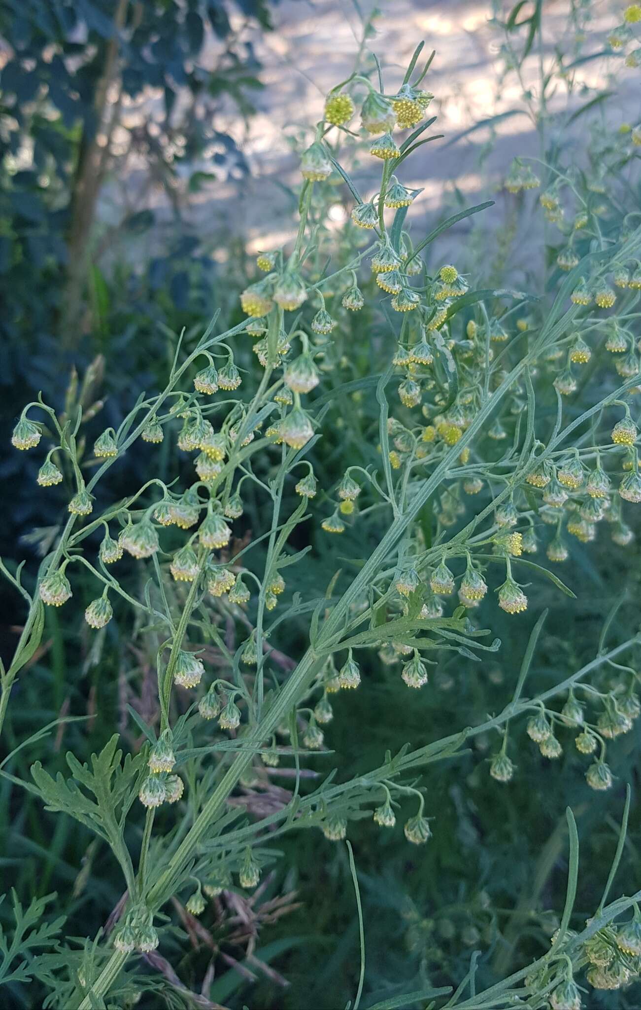 Image of Artemisia macrocephala Jacquem. ex Bess.