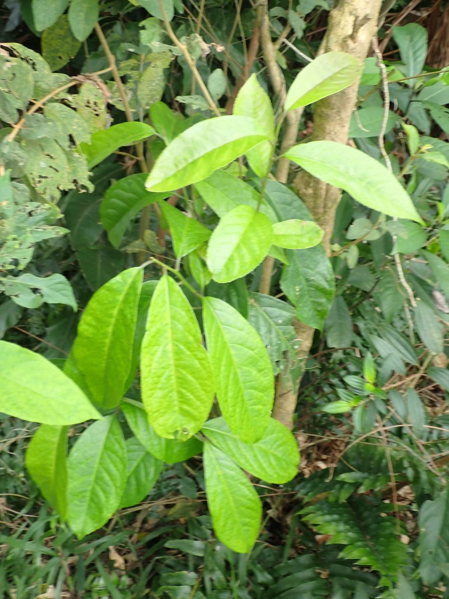 Image of Symplocos cochinchinensis (Lour.) Moore