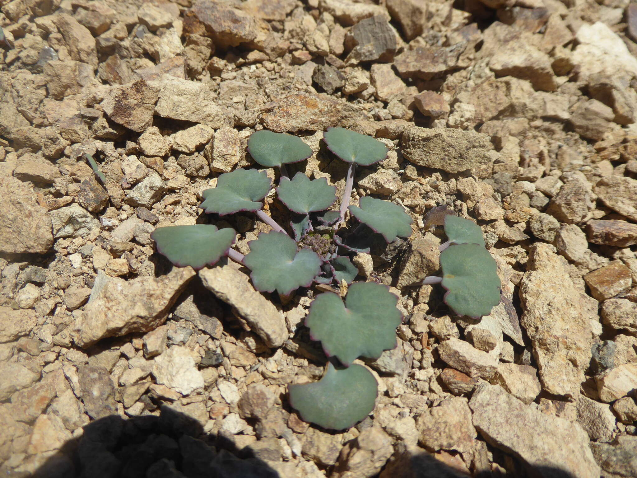 Imagem de Azorella coriacea (Lag.) Kuntze