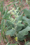 Image of Salvia syriaca L.