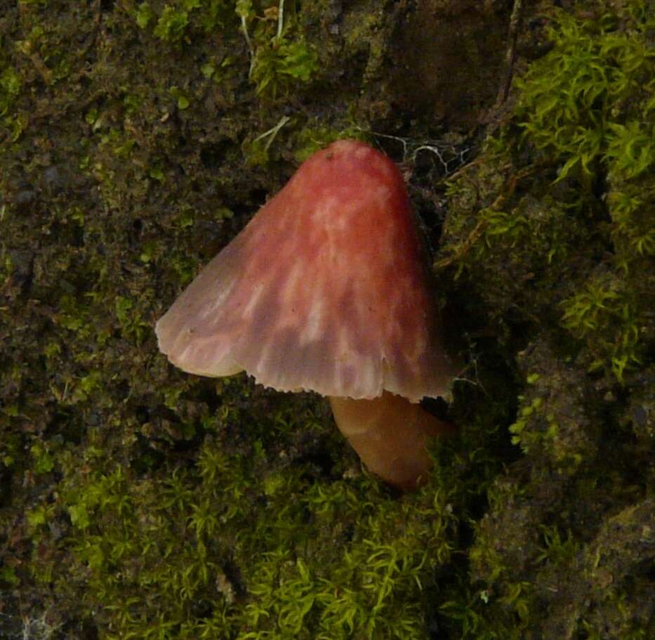 Image of Humidicutis multicolor (Berk. & Broome) E. Horak 1990