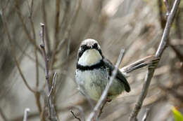 Image of Bar-throated Apalis