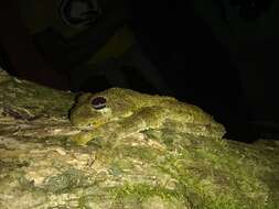 Image of Hispaniola giant treefrog