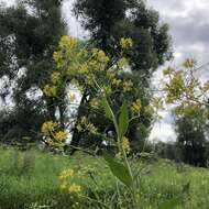 Image of Sisymbrium strictissimum L.